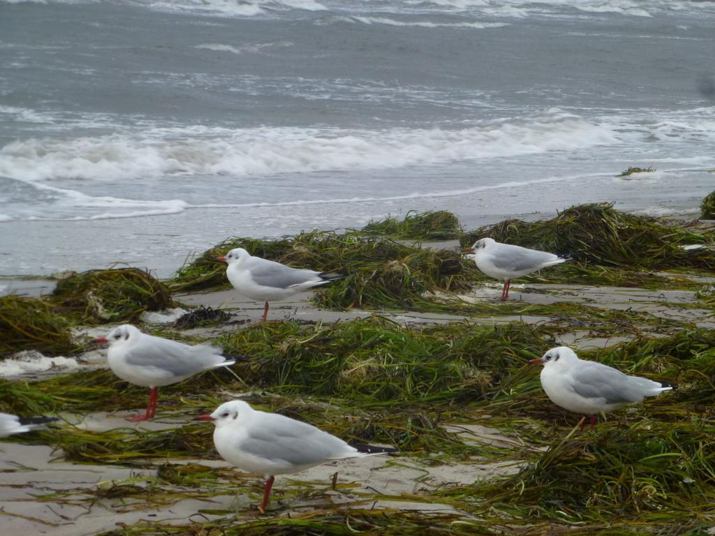 Strandlaeufer Zempin Quarto foto
